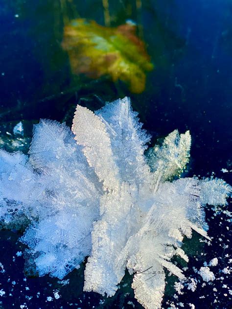 Rare frost flowers have been spotted across B.C. Here’s how they are ...