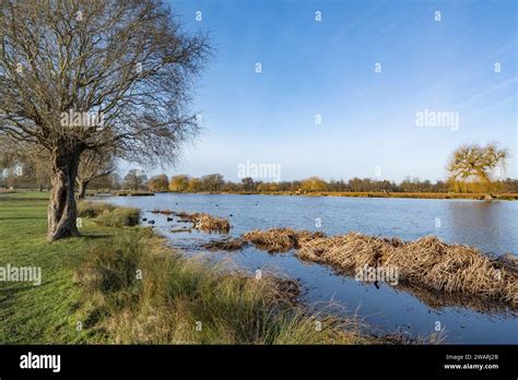 Coots nesting sites in the long grass and reeds Stock Photo - Alamy