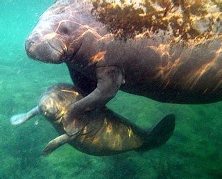 Manatee Tours Rates Prices Availabilty Manatee Swin Snorkel Tours