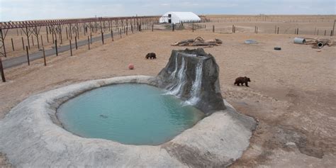 4 Animal Sanctuaries to Tour in Colorado