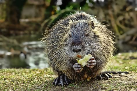 Keine Wasservögel oder Nutrias füttern - HERZOG Kultur- & Stadtmagazin