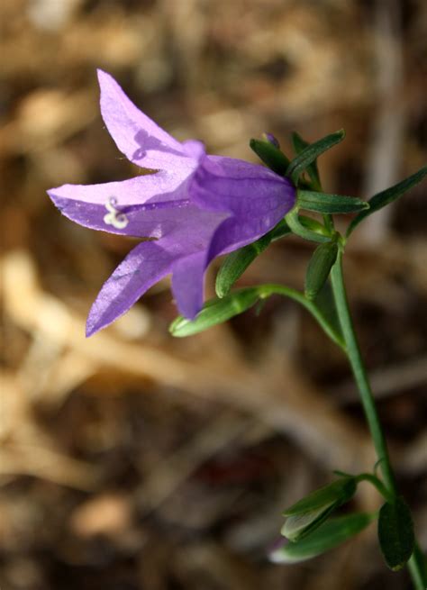 Blue Bell Flower Picture | Free Photograph | Photos Public Domain