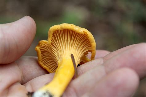 Foraging Chanterelle Mushrooms