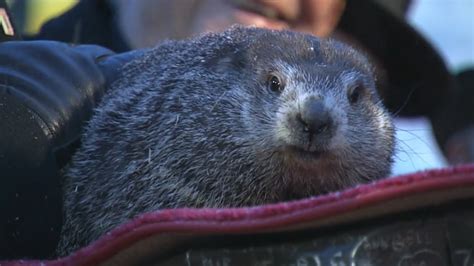 Pennsylvania Groundhog Declares Early Spring ‘a Certainty’ – NBC Bay Area