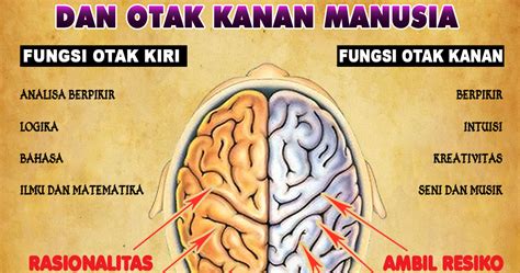 Gambar Otak Beserta Fungsinya – pulp