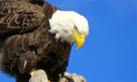 How to take wildlife photos like a boss this summer | Bridge Michigan