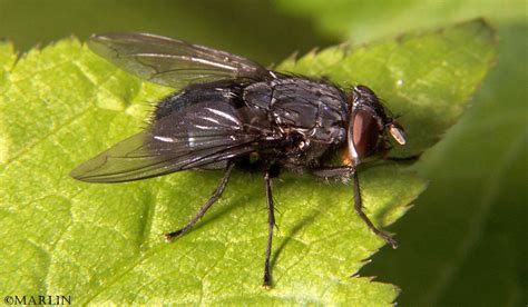 Blue Bottle Fly - North American Insects & Spiders