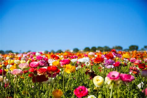 Nature Mountain Flower Landscape