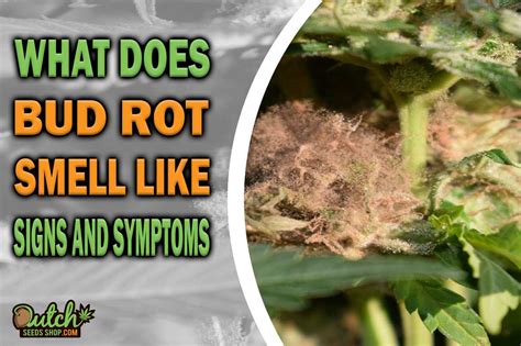 What Does Bud Rot Smell Like? Grower's Nose Knows Best!