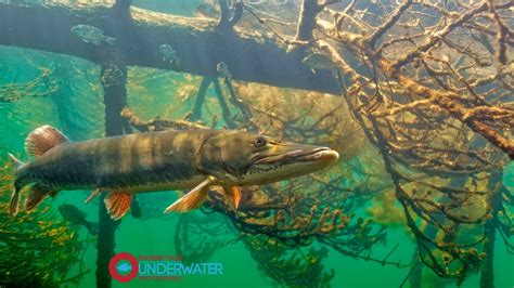 Super Clear Muskie Underwater Video Footage-Engbretson Underwater ...