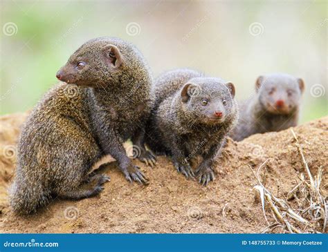 Dwarf Mongoose Family stock image. Image of family, mongoose - 148755733