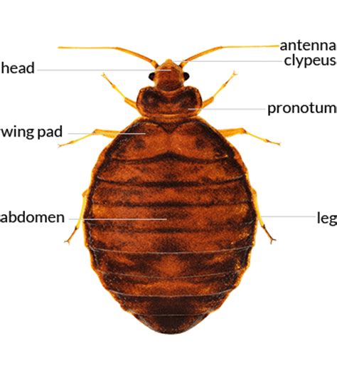 Bed Bug Control In Auburn, Lewiston, Augusta, Maine