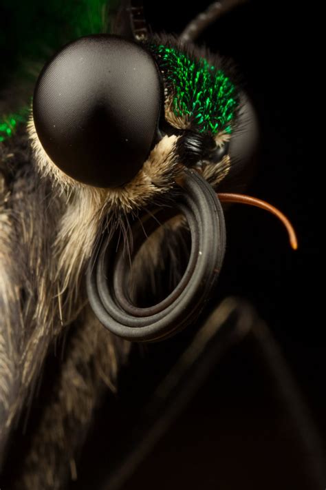 Photos Taken With Canon 100Mm Macro Lens - Ef 100mm F 2 8l Macro Is Usm Lens Canon New Zealand ...