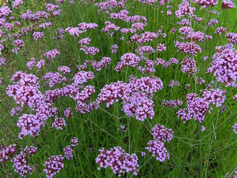 Verbena | Annual, Perennial, Flowering | Britannica