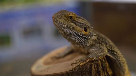 Bearded Dragon Lizard HD wallpaper | animals | Wallpaper Better