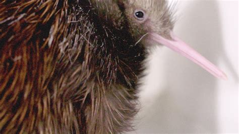 Wild Inside the National Zoo: Kiwi Chicks and Crane Conservation - YouTube