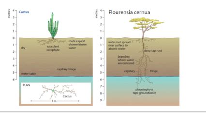 Adaptations to Drought Flashcards | Quizlet