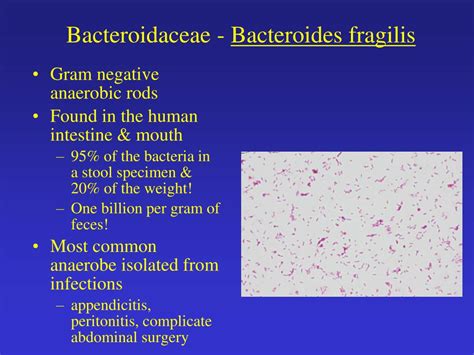 B fragilis antibiotics