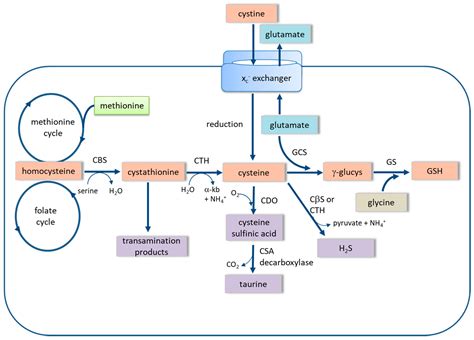 Antioxidants | Free Full-Text | Cysteine, Glutathione, and Thiol Redox Balance in Astrocytes