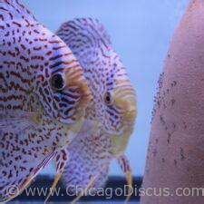 Chicago Discus | Your discus fish specialty store