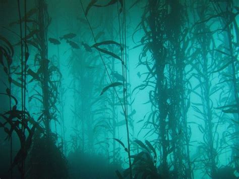 Pin by Ellen Sackoff on i. ┆ aquatic. | Kelp forest, Underwater, Underwater world