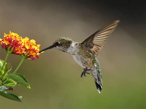 12 plantes qui attirent les colibris - Jardin de Grand Meres