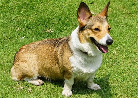 Tips & Tools To Potty Train Your Corgi Yorkie Mix