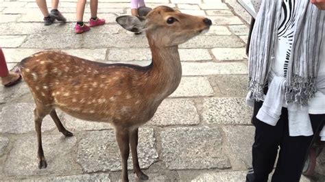 Todaiji Temple and Sika Deer of Nara Park, Japan | SciTech Culture - YouTube