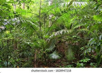 Philippine Rainforest Images, Stock Photos & Vectors | Shutterstock