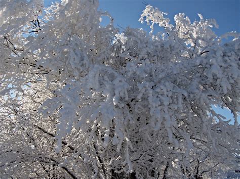 Hoarfrost Free Stock Photo - Public Domain Pictures