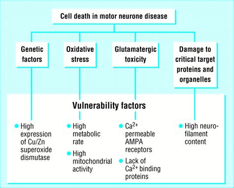 Clinical Manifestation Of Motor Neurone Disease - Infoupdate.org