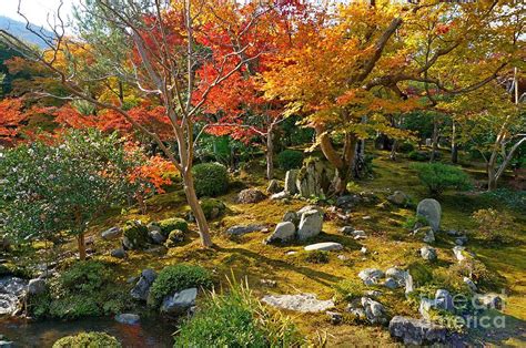 Kyoto Kinkakuji garden Photograph by Sergey Reznichenko - Fine Art America