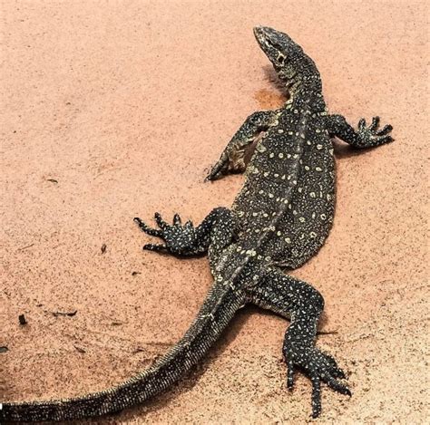 Africa’s Most Voracious Predator; The Nile Monitor Lizards – ChimpReports