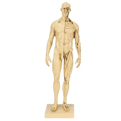 Buy Nimomo Mannequin Human Muscle Model -Mannequin Resin Human Muscle Model Sketching Teaching ...