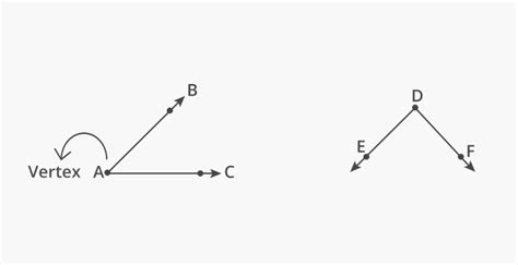 What is Ray? - Definition, Facts & Example