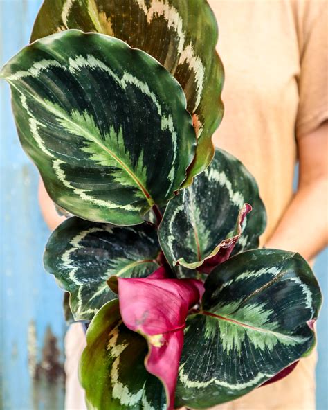 Calathea roseopicta ‘Medallion’, Rose Painted Calathea | PlantVine