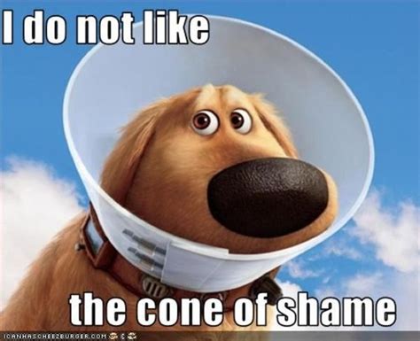 Cone of Shame: Image Gallery (List View) | Know Your Meme