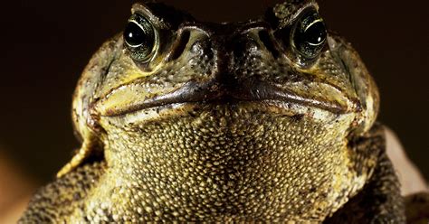 Poisonous toads infest suburban Florida neighborhood