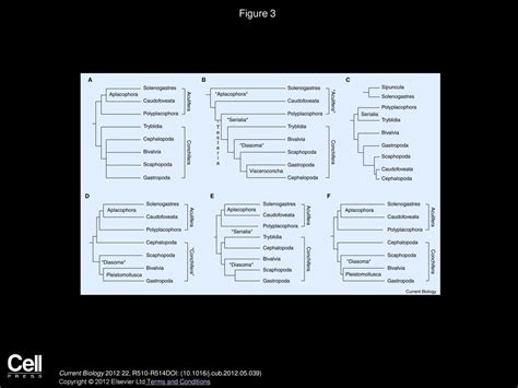 Molluscs Current Biology - ppt download