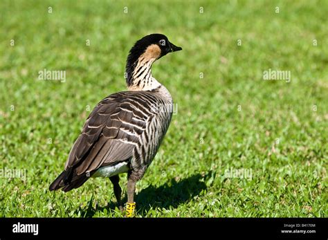 Nene Goose official state bird of Hawaii Hanalei Kauai Hawaii Stock ...