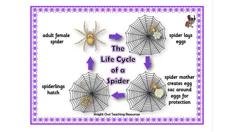 Life Cycle of a Spider Poster