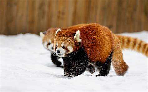 animals, Snow, Red Panda