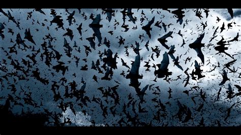 Bats Flying (Sound Effect) - YouTube