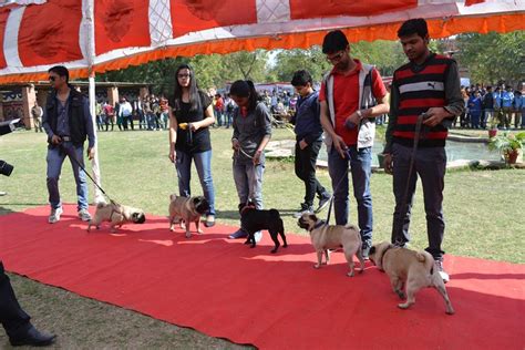 Rajasthan University Of Veterinary And Animal Sciences (RAJUVAS ...