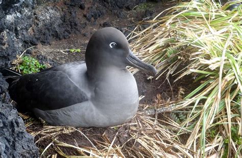 Albatross: New Zealand native sea and shore birds