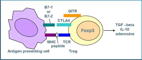 Regulatory T Cells