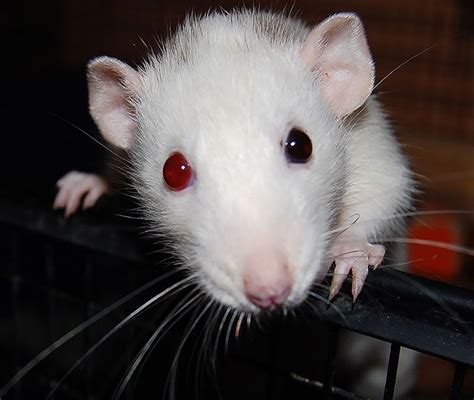 Rat | Albino animals, Cute rats, Cute animals