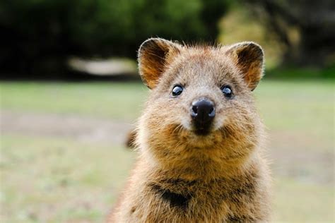 The Setonix brachyurus, (quokka) appears like a small, stocky kangaroo with rounded ears. In ...