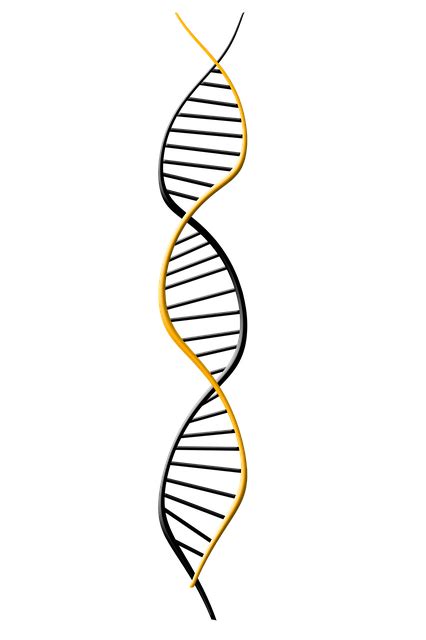 Free illustration: Dna, Deoxyribonucleic Acid, Dns - Free Image on Pixabay - 1500067