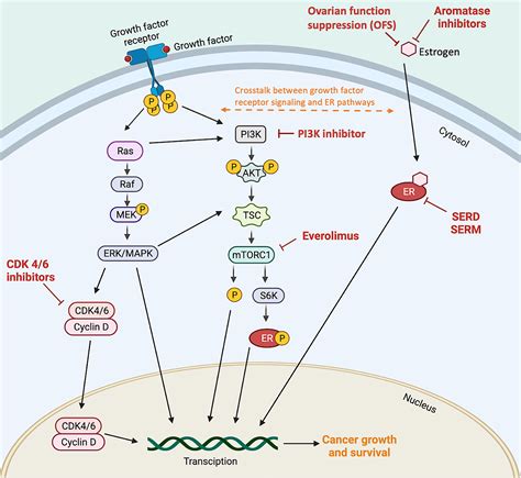 Systemic therapy for hormone receptor‐positive/human epidermal growth factor receptor 2‐negative ...